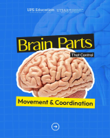 Brain x Movement & Coordination.pdf